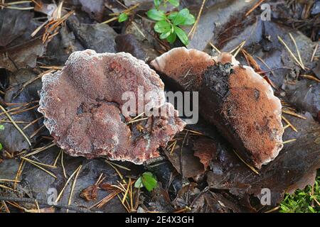 Hydnellum ferrugineum, bekannt als Mealierzahn oder rötlich-brauner korkiger Rückenpilz, Wildpilz aus Finnland Stockfoto