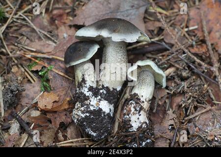 Tricholoma saponaceum var. squamosum, bekannt als seifenduftender Toadhocker, seifiger Ritter oder Seife Tricholoma, wilder Pilz aus Finnland Stockfoto