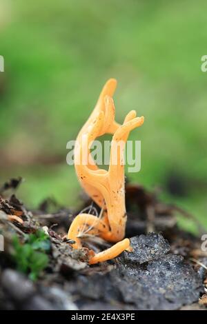 Clavulinopsis luteoalba, auch Clavaria luteoalba genannt, Apricot Club, wilder Pilz aus Finnland Stockfoto