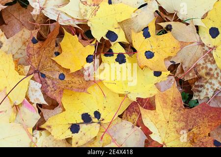 Rhytisma acerinum, bekannt als Teerfleck oder Sycamore Tarspot Pilz, eine Pilzpflanze Erreger infizieren Blätter von Ahornbäumen Stockfoto