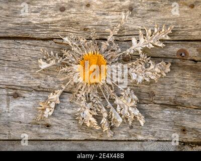 Carline Thisle an einer Tür. Traditionelle Dekoration, Schutz für schlechte Geister. Cevennen. Frankreich. Stockfoto