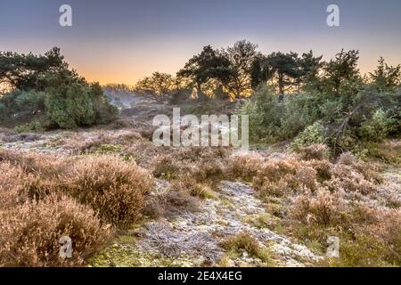 Heide in hügeligem Gelände an einem kalten Morgen mit Reif im november, Drenthe Provinz, Niederlande. Landschaft Szene in der Natur Europas, Stockfoto