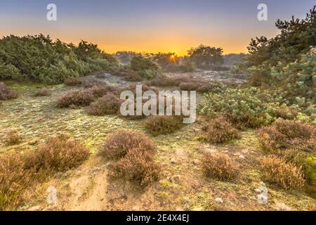 Heide in hügeligem Gelände an einem kalten Morgen mit Reif im november, Drenthe Provinz, Niederlande. Landschaft Szene in der Natur Europas, Stockfoto