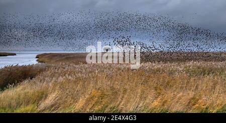 Riesige Schar von Zugvögeln Europäischer Starling (Sturnus vulgaris), der aus dem Futterhabitat in Lauwersmeer auszieht. Wildtierszene in der Natur Europas. Stockfoto