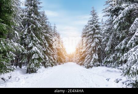 Winterwald mit schneebedeckten Bäumen entlang Wanderweg in High Fens, Belgische Ardennen. Stockfoto