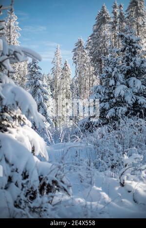 Ein schneebedeckter Winterwald in den österreichischen Alpen Stockfoto
