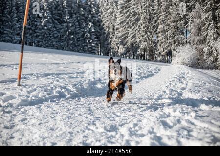 Ein Berner Sennenhund läuft auf dem Schnee in der Österreichische Alpen im Winter Stockfoto