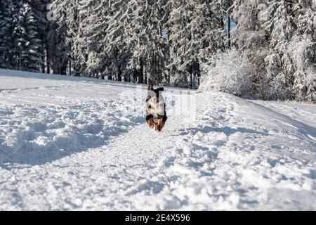 Ein Berner Sennenhund läuft auf dem Schnee in der Österreichische Alpen im Winter Stockfoto