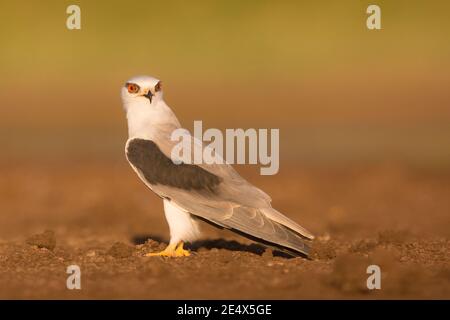 Black-winged Kite (Elanus caeruleus) auf einem Ast sitzend. Auch als die schwarzen Schultern Drachen, dieser Greifvogel ist in Afrika südlich der Sahara und Stockfoto