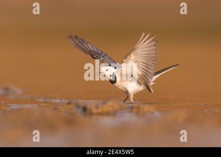 Weiße Bachstelze (Motacilla alba), die in einem Wasserbecken steht. Weiße Bachstelzen sind insectivorous und ziehen es vor, in offenem Land zu leben, wo es leicht zu erkennen ist Stockfoto