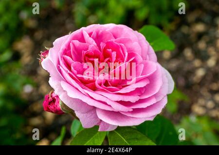 Englische Rose 'Gertrude Jekyll' (rosa) eine sommerblühende Strauchpflanze mit einer rosafarbenen sommerlichen Doppelblüte von Juni bis September, Stockfoto Stockfoto