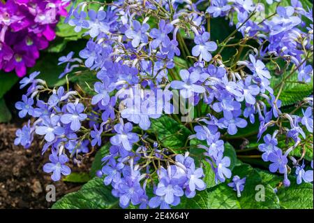 Streptocarpus 'Falling Stars' eine im Frühling Sommer blühende Pflanze mit einer blauen Sommerblüte, allgemein bekannt als Cape Primrose, Stock Foto Bild Stockfoto