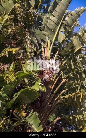 Riesige Paradiesvogelpflanze (Strelitzia Nicolai) mit riesigen Blättern und Blumen, sehr hohe Gartenpflanze in einem privaten subtropischen australischen Garten. Stockfoto