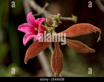 Rosa Blume und braune Samenschoten eines Lacebink-Baumes, Queensland Lacebink (Brachychiton verfärbt) ein Regenwaldbaum von Oster-Australien. Stockfoto