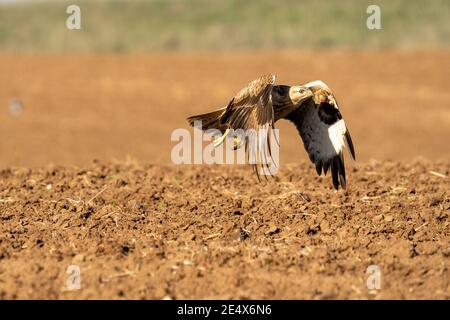 Langbeinige Mäusebussard (Buteo rufinus) im Flug. Dieses große Raubvogel lebt in den trockenen, offenen Ebenen des nördlichen Afrika, Südosteuropa, West und Stockfoto