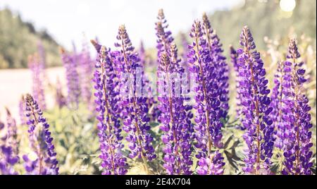 Blühende lila Lupine Blüten. Ein Feld von Lupinen. Schöne Blume Hintergrund - Bild Stockfoto