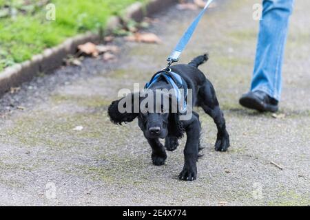 Ein junger arbeitender Cocker Spaniel Welpe, der an einer Bleileine läuft. Stockfoto