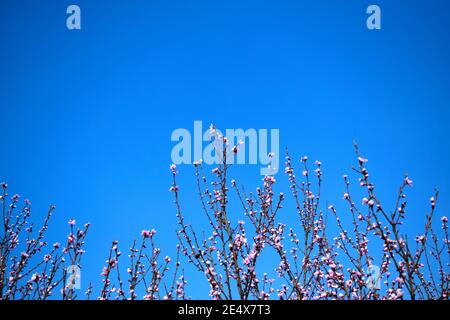 Blühender Zweig von Pfirsichbaum Nahaufnahme auf einem Hintergrund des blauen Himmels. Stockfoto