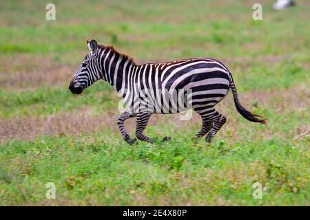 Single Juvenile Plains Zebra (Equus) im Serengeti Nationalpark, Tansania, Afrika Stockfoto