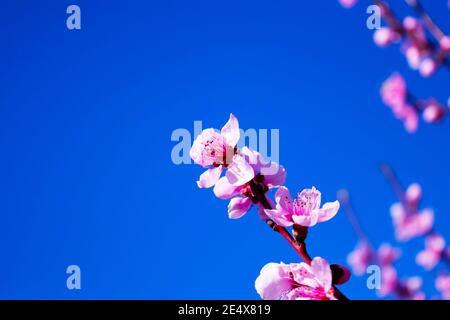 Blühender Zweig von Pfirsichbaum Nahaufnahme auf einem Hintergrund des blauen Himmels. Stockfoto