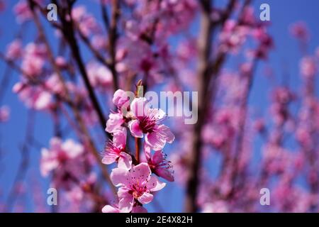 Blühender Zweig von Pfirsichbaum Nahaufnahme auf einem Hintergrund des blauen Himmels. Stockfoto