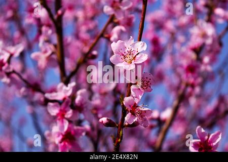 Blühender Zweig von Pfirsichbaum Nahaufnahme auf einem Hintergrund des blauen Himmels. Stockfoto