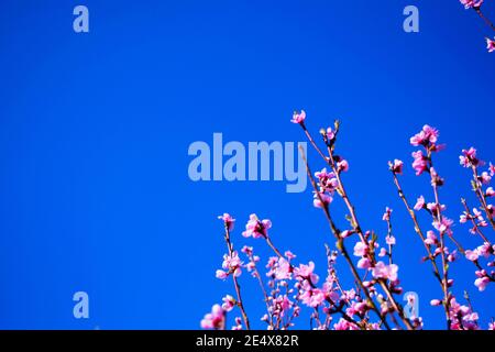 Blühender Zweig von Pfirsichbaum Nahaufnahme auf einem Hintergrund des blauen Himmels. Stockfoto