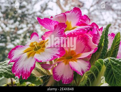 Blühende Gemeine Primel (Primula vulgaris Hybride) im Fenster, Bayern, Deutschland, Europa Stockfoto