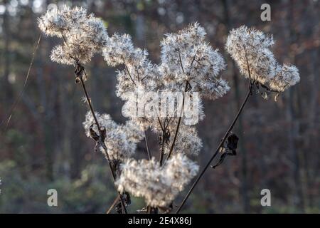 Wilde Kräuter im Herbst nach der Blütezeit, verblasste Hanf-Agrimony (Eupatorium cannabinum) im Herbst, Bayern, Deutschland, Europa Stockfoto