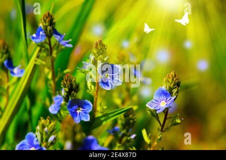 Wunderschöne Wildblumen aus blauem Veronica Chamadris und zwei Schmetterlingen, die in der Sonne fliegen. Stockfoto