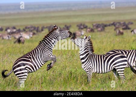 Ebenen Zebras (Equus quagga) Hengste zu kämpfen. Die ebenen Zebra, früher bekannt als Burchell's Zebra (Equus burchelli), lebt auf den Ebenen und offenen w Stockfoto