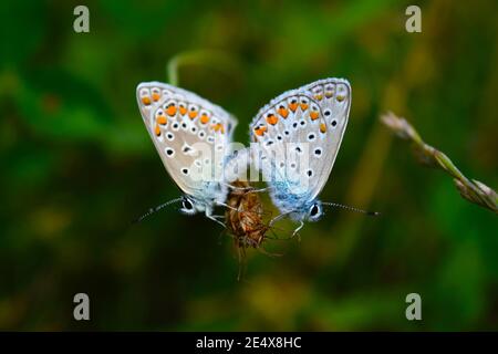 Zwei Schmetterlinge paaren sich, während sie auf einer Wildblume sitzen. Stockfoto
