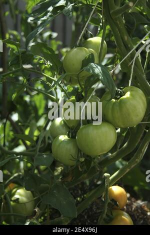 Vertikale Schuss von grünen Tomaten auf einem Tomatenstrauch in Seattle Stockfoto