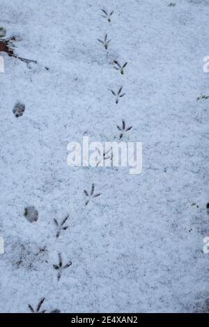 Wimbledon, London, Großbritannien. 25. Januar 2021. Holztauben- und Fuchswege nebeneinander auf einer mit Mattrand bedeckten Londoner Gartenterrasse. Quelle: Malcolm Park/Alamy Live News Stockfoto