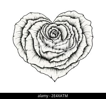 Valentine Rose Herz Linie Kunst Zeichnung, floral Rose Herz Tinte Skizze isoliert auf weiß, Linie Kunst Liebe floral Herz Rose groß für Valentinstag Stockfoto