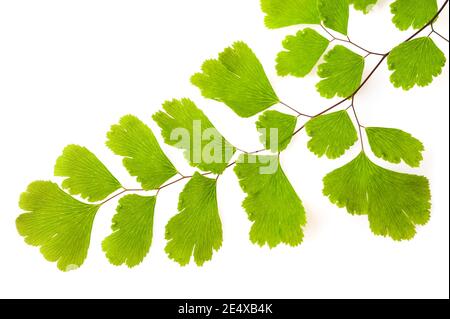 Maidenhair-Farnzweig (Adiantum capillus-veneris) isoliert auf Weiß Stockfoto