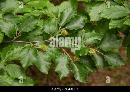 Buchenzweig mit Bucheckern im Garten Stockfoto