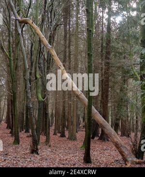 Ein Baumstamm, der umgefallen ist und sich darauf ausruhen kann Der Stamm eines anderen Baumes in einem dichten Pinienwald Stockfoto