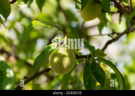 Grüner unreifer Pfirsich auf einem Zweig im Garten. Nahaufnahme der flauschigen Textur von Pfirsichen. Grüner Laubhintergrund, verschwommener Hintergrund, selektiver Fokus Stockfoto