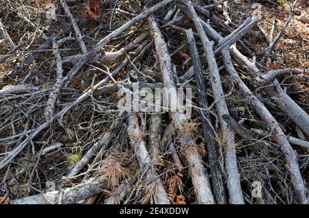 Haufen von trockenen Ästen auf dem Boden im Nadelwald. Nahaufnahme von Holz und Nadeln bei Unterholz Stockfoto
