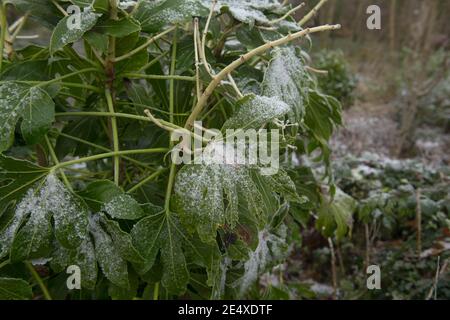 Winterfrost auf den immergrünen Blättern einer japanischen Aralia oder Rizinusölpflanze (Fatsia japonica), die in einem Woodland Garden in Rural Devon, England wächst Stockfoto