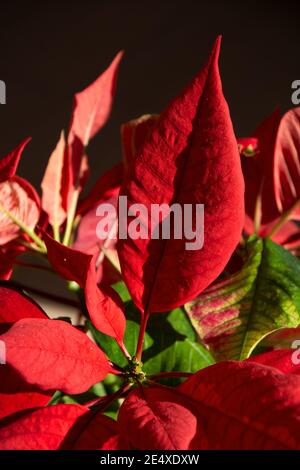 Blume Thema Textur Foto von leuchtend roten Poinsettia Blumen auch Genannt Euphorbia pulcherrima Detailansicht Stockfoto