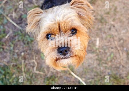 Schöne yorkshire Terrier auf einem Gras warten auf Spiel. Portrait von netten Hund Stockfoto