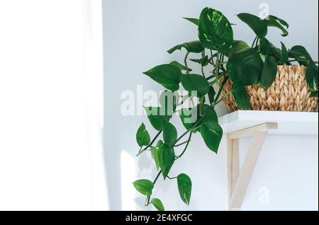 Marmor-Pothos-Zimmerpflanze auf weißem Regal Stockfoto