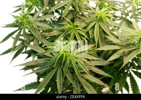 Dichter Busch aus grünem Cannabis auf weißem Hintergrund Stockfoto