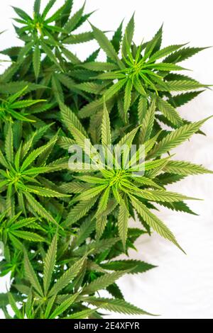 Dichter Busch aus grünem Cannabis auf weißem Hintergrund Stockfoto