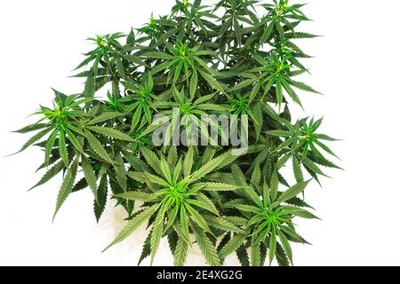 Dichter Busch aus grünem Cannabis auf weißem Hintergrund Stockfoto