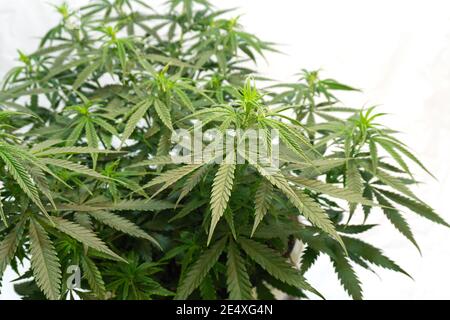 Dichter Busch aus grünem Cannabis auf weißem Hintergrund Stockfoto