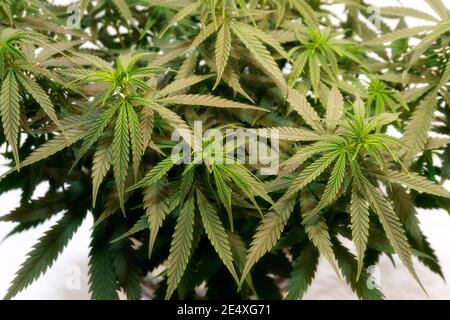 Dichter Busch aus grünem Cannabis auf weißem Hintergrund Stockfoto