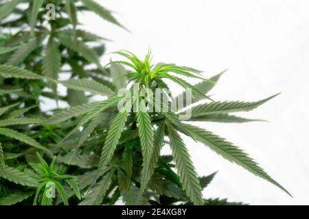 Dichter Busch aus grünem Cannabis auf weißem Hintergrund Stockfoto